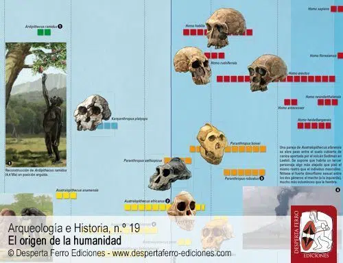 Australopitecos y otros homininos antiguos por Scott A. Williams (New York University)