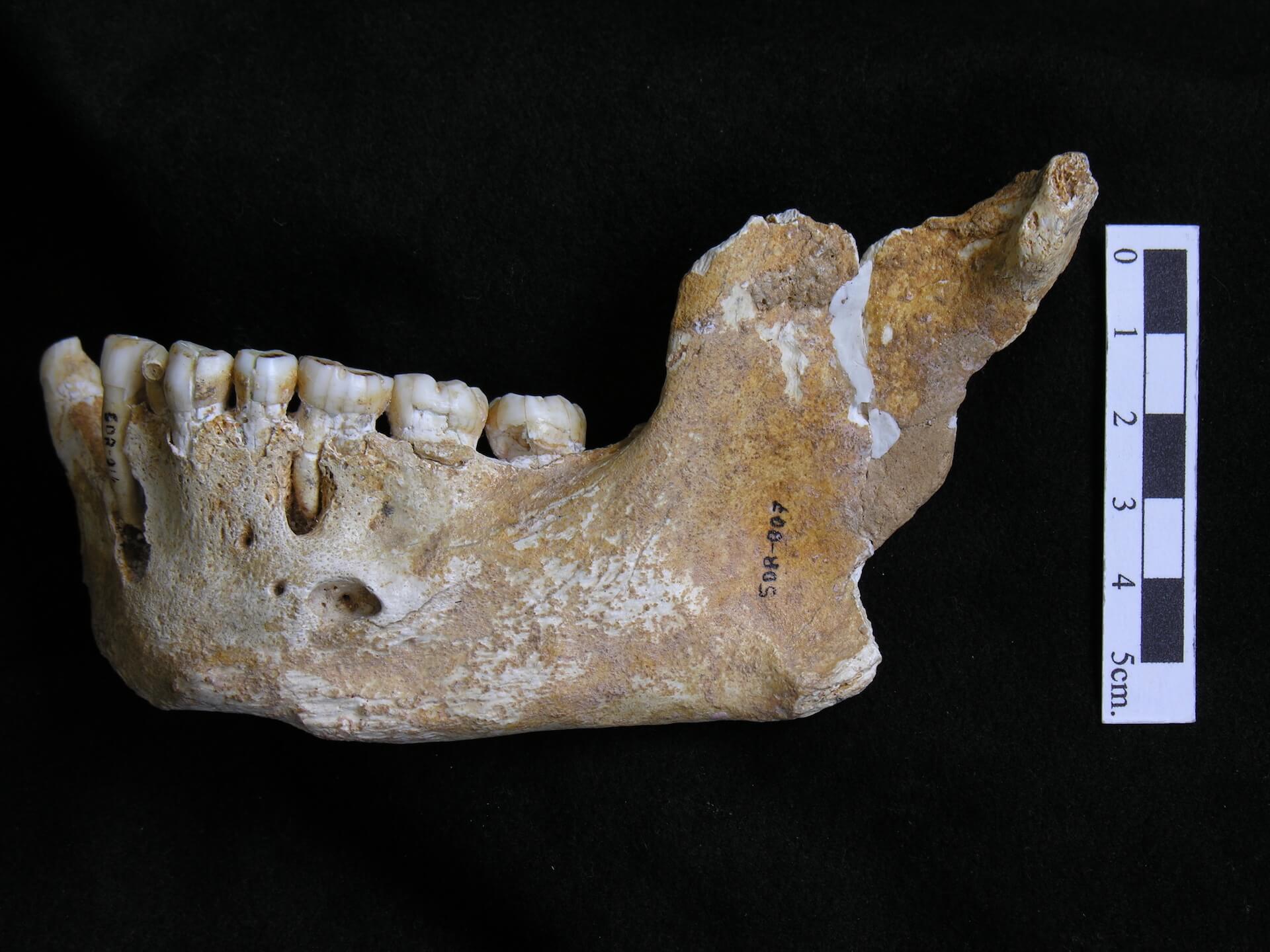 yacimiento neandertal de El Sidrón Asturias
