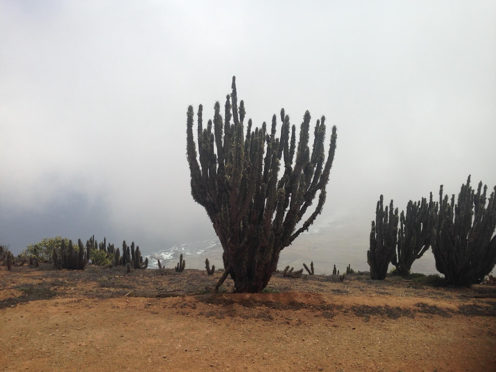 arqueobotánica cactus atacama