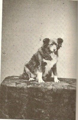 Frances Power Cobbe's canine companion