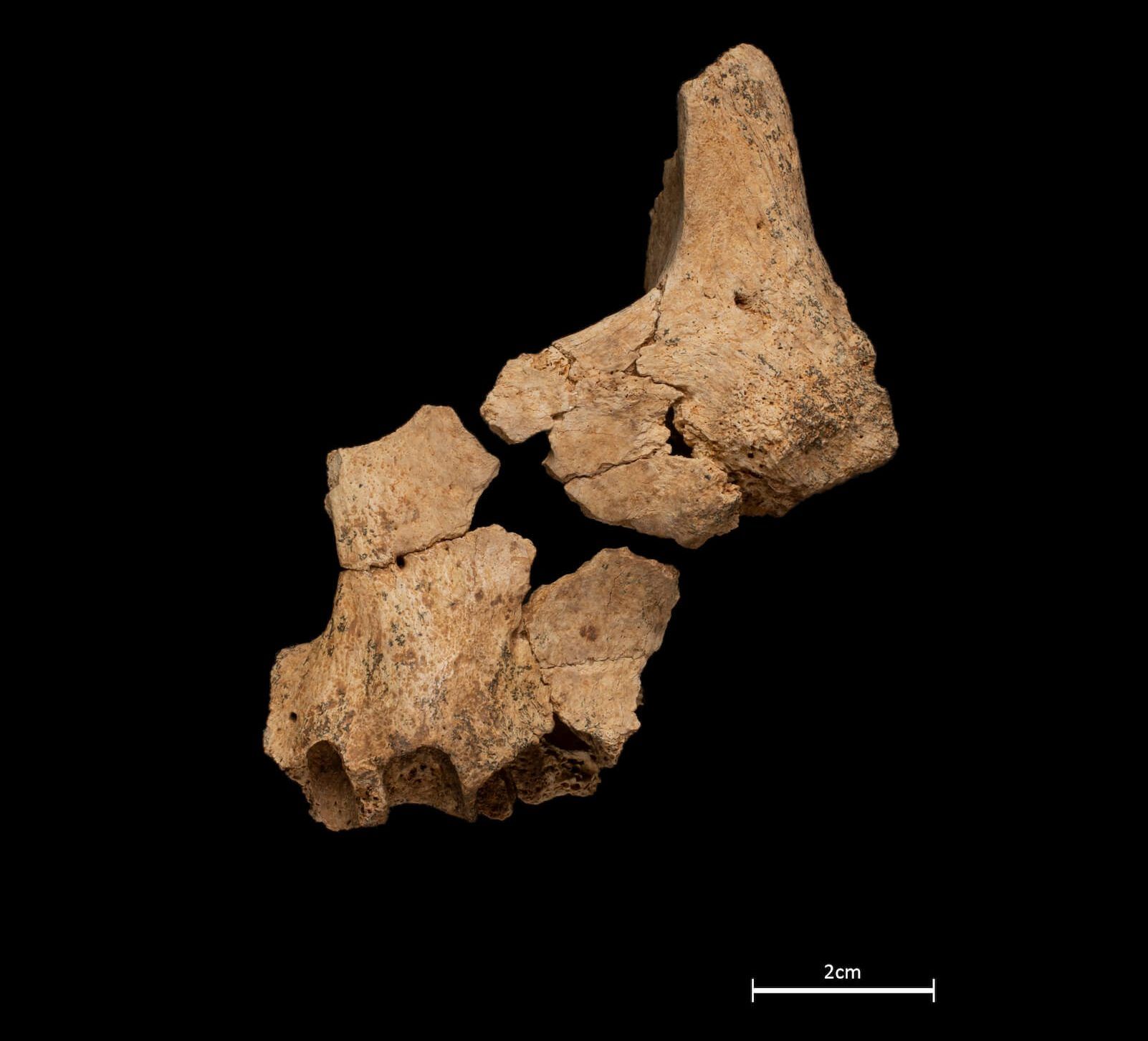 Cara parcial de un homínido sima del elefante atapuerca
